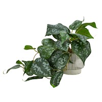 Maceta Cerámica Planta Emboss CasaIdeas